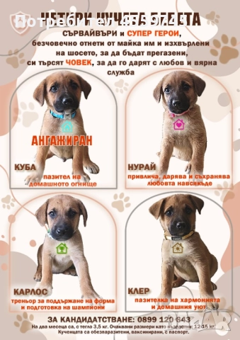 Четири кучета бебета-сървайвъри и супер герои, снимка 1