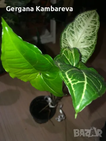 Syngonium Batik , снимка 1