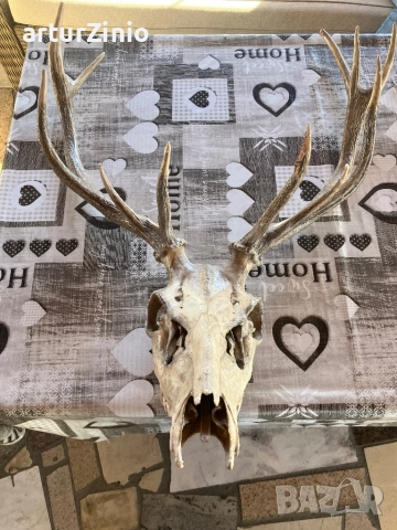 Рога и глава от елен