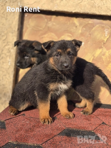 Немски Овчарки !, снимка 6 - Немска овчарка - 52650450