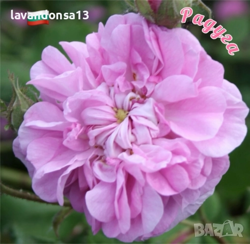 Разсад маслодайни рози, снимка 5 - Градински цветя и растения - 42641069