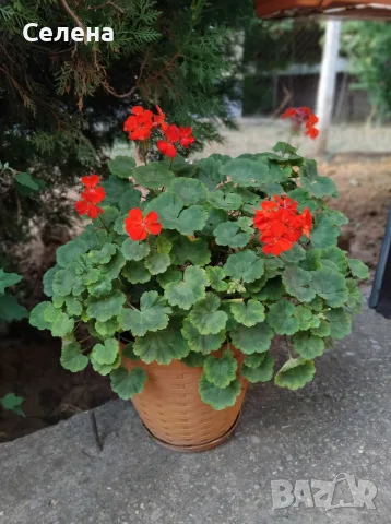 Наситено червено Зонално Мушкато с декоративни листа (Pelargonium)