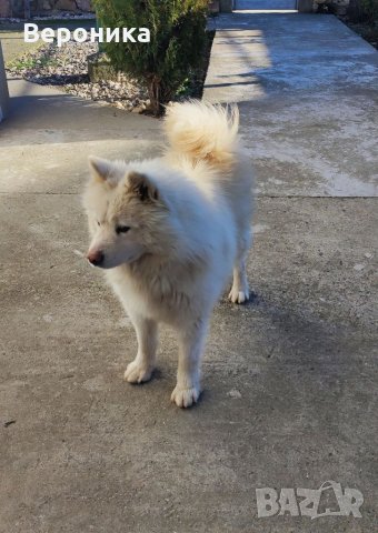 Мъжки Самоед за Разплод, снимка 4 - Самоед - 35568741