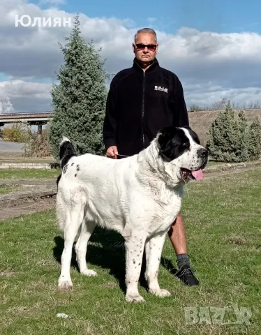 Продавам САО- Алабай, снимка 13 - Алабай - 49557113