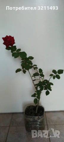 Продавам рози. Храстовидни, снимка 6 - Градински цветя и растения - 50595936