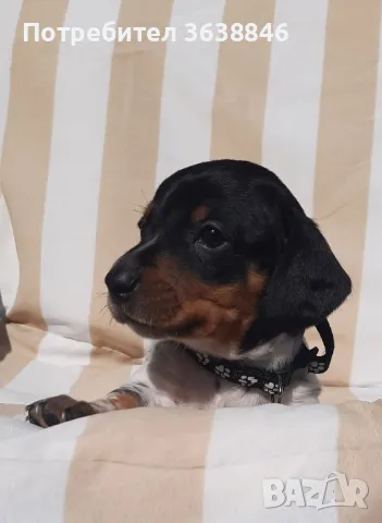 Мини дакел( пиебалд бриндъл), снимка 6 - Дакели - 49397846