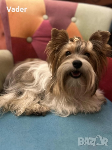 Бивер териери, снимка 13 - Други - 51737972