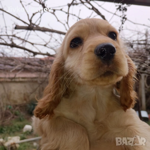 Кокер Шпаньол , снимка 7 - Кокер шпаньол - 53220425