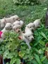 Продавам малки пухкави пясъчни лабрадорчета, снимка 4