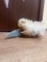 Померан, снимка 4