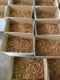 Продавам орехи чандлар, снимка 4