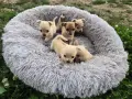 Продавам чихупинчери , снимка 4