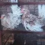 Свободни шабо пилета чифтове , снимка 1