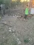 Белгийска овчарка малиноа на 3 месеца, снимка 3