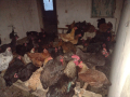 Домашни кокошки, снимка 1 - Кокошки и пуйки - 44620525
