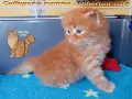 Сибирчета, сибирска котка, сибирски котенца, сибирско коте, хипоалергенни, рижи момчета, снимка 2