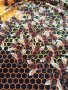 3D Тениска с пчели за любители пчелари-лукс, снимка 9