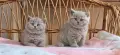 Британски късокосмести котета , снимка 3