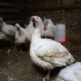 Американски Пуйки, снимка 2