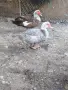 Продавам Неми патици, снимка 1