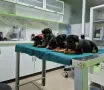 Немски Овчарки Доставка, снимка 1