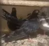 гълъби на въртене, снимка 6