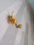 ново злато играчка, снимка 3