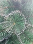 Коледна елха с бели заскрежени връхчета.  , снимка 6