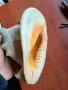 голям морски охлюв раковина, снимка 5