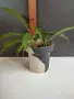 Хлорофитум Оранж Грин расад/Chlorophytum Orange Grimm, снимка 2