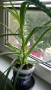 продавам цветя Алое лечебно, снимка 10