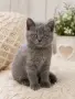 Британски късокосмести котенца, снимка 1