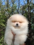 Померан померани , снимка 6