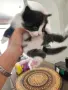 Подарявам малки котенца, снимка 2