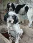 Английски сетер, снимка 4