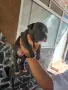 Топ Американско були покет American bully , снимка 5