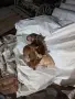 Свободни пинчери , снимка 4