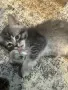 Британски котенца, снимка 2
