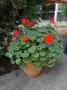 Наситено червено Зонално Мушкато с декоративни листа (Pelargonium), снимка 1