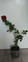 Продавам рози. Храстовидни, снимка 6