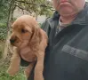 Кокер Шпаньол.. , снимка 5