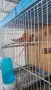 Продавам пойни папагали , снимка 8