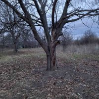 Орехови дървета за отсичане и изкупуване за материал, снимка 5 - Маси - 44356943