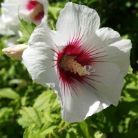 Хибискус -Градински Студоустойчив, снимка 2 - Градински цветя и растения - 27343265