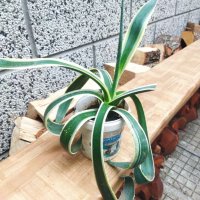 Американско пъстро Агаве (Agave americana variegata) или Столетник с пъстри листа, снимка 1 - Стайни растения - 34958501