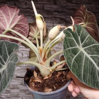 Цъфнала Alocasia Black Velvet , снимка 6 - Стайни растения - 44200114