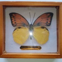 Пеперуда в кутия - сувенир, снимка 2 - Други ценни предмети - 39631880