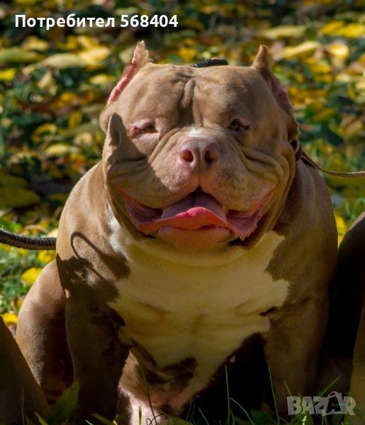 Американско були покет търси женска, снимка 1