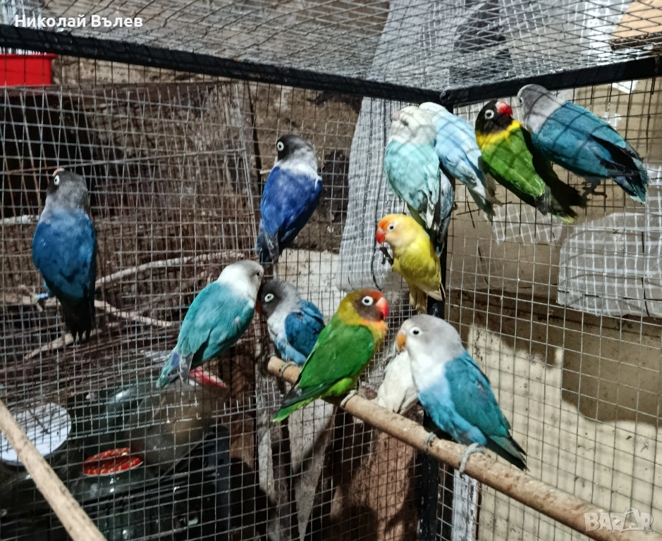 Неразделки , снимка 1