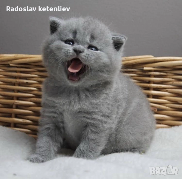 Шотландска клепоуха , снимка 1